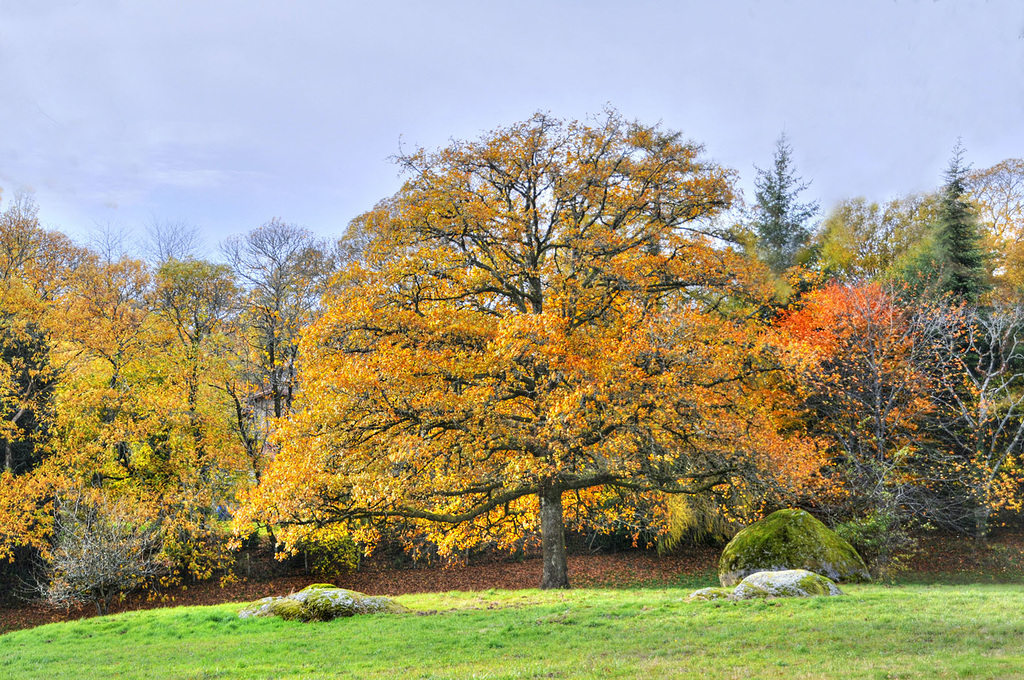 couleurs d'automne sur les mains de Blond (1)