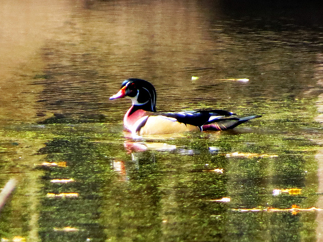 Wood Duck, drake