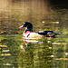 Wood Duck, drake