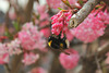 Bombus lucorum en accrobranches