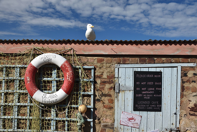 The St Abbs Gull