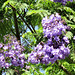 Beautiful blue flowers growing on tree next door