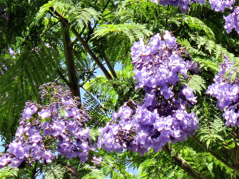 Beautiful blue flowers growing on tree next door