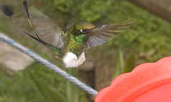 IMG 0050 Hummingbird