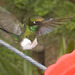 IMG 0050 Hummingbird