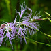 20230723 3100CPw [D~LIP] Pracht-Nelke (Dianthus superbus), UWZ, Bad Salzuflen