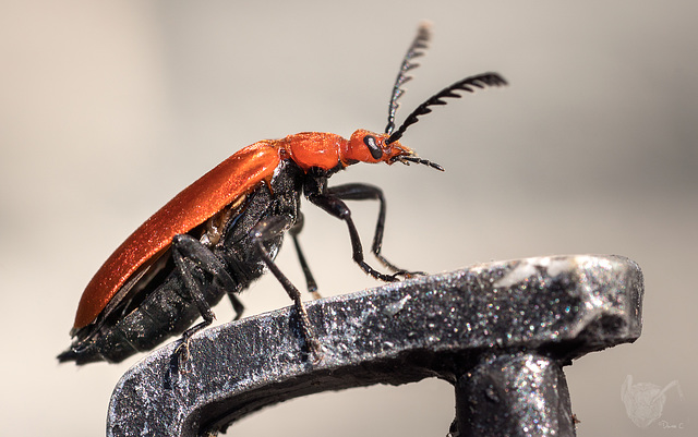 Cardinal Beetle Cardinal Beetle