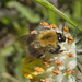 5T2A5223 Bumble bee