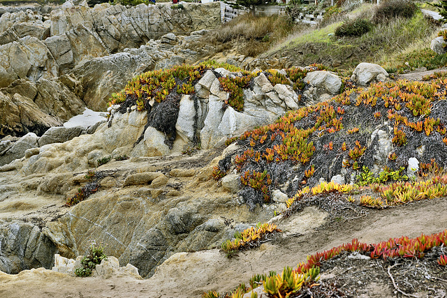 Ice Plants on the Rocks – Andy Jacobsen Park, Pacific Grove, California