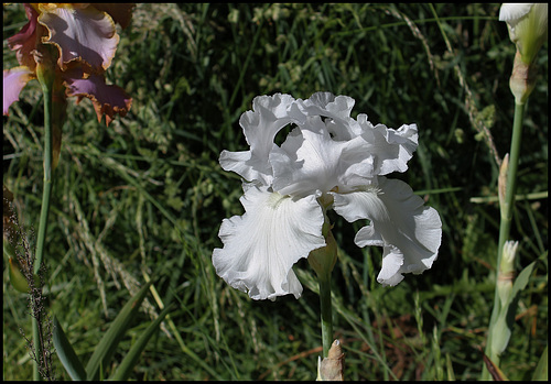 Blanc 1-non identifié ( maman ) (4)