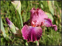 Mamy Framboise (2) Mamy Framboise (2)