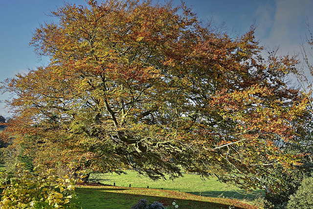 Large beech displaying autumn splendor, Cumbria