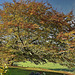 Large beech displaying autumn splendor, Cumbria