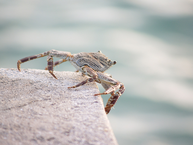 Crab