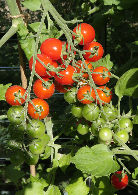 Tomato 'Apero'