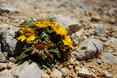 Asteriscus maritimus