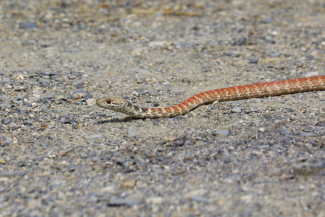 Coachwhip