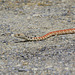 Coachwhip