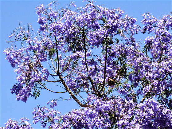 Don't know the name of flower, but it's gorgeous