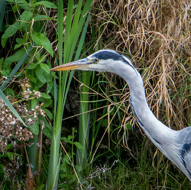 Heron close up.3jpg