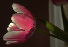 Tulip