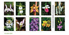 Wild Orchid stamps - US Postal Service [Explored 2020-02-09]
