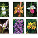 Wild Orchid stamps - US Postal Service [Explored 2020-02-09]