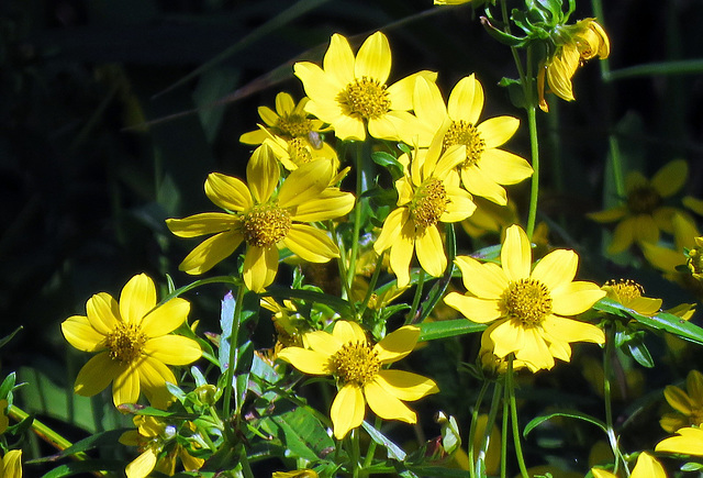 Tickseed Sunflowers