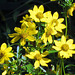 Tickseed Sunflowers