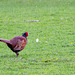 Pheasant on the run
