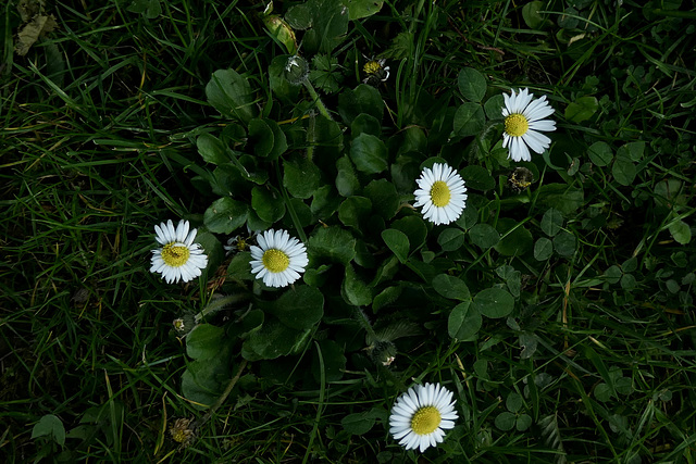 FLOR ET FAUNE DIVERSES