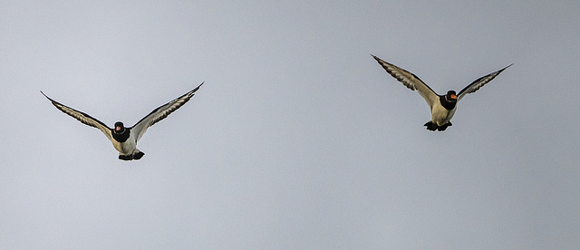 Oystercatchers