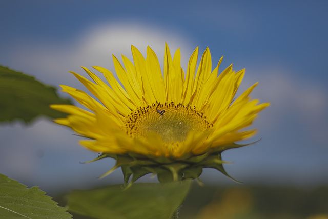 Zwischen Sommer und Herbst