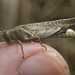 IMG 2592 Grasshopper-1