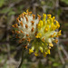 5T2A5226 Kidney Vetch