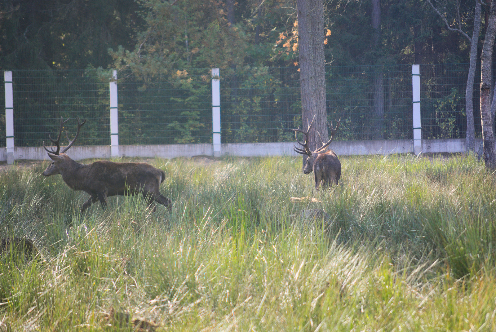Die Hirsche im Białowieża-Urwald