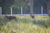 Die Hirsche im Białowieża-Urwald