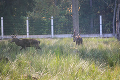 Die Hirsche im Białowieża-Urwald