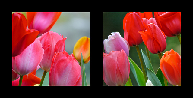 Tulips