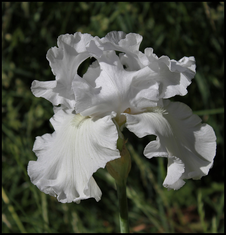 Blanc 1-non identifié ( maman ) (5)