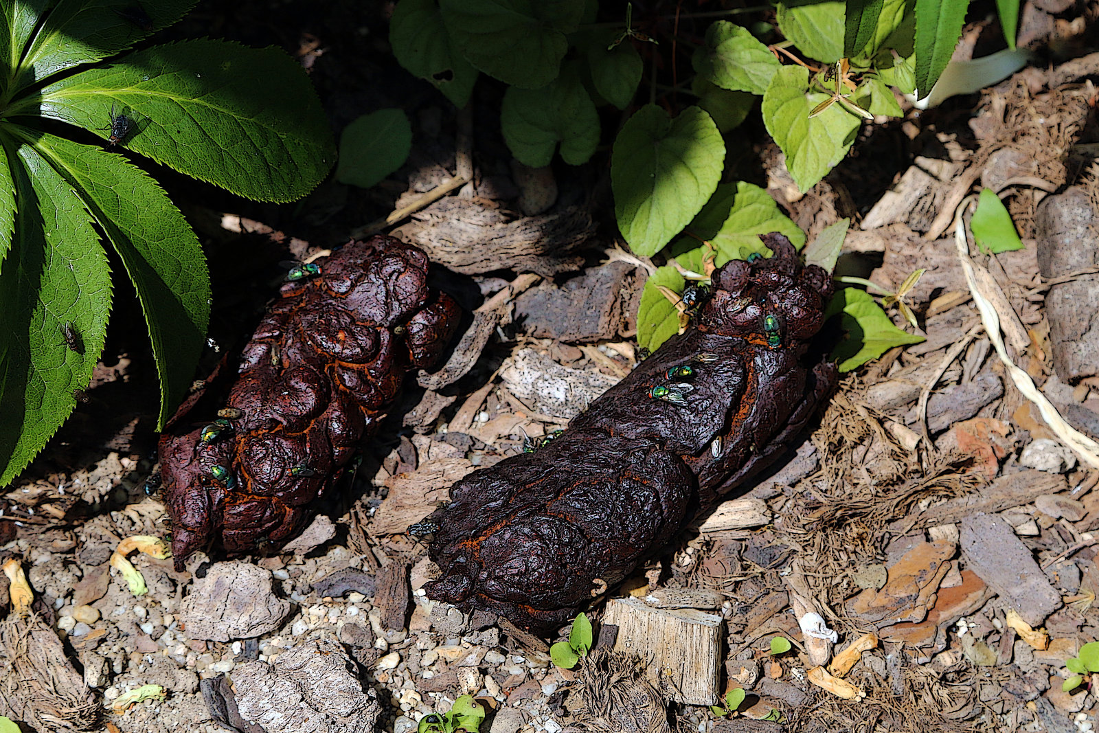 Les mouches raffinées adorent , pas moi ! ( dans un jardin d'enfants à Orléans )