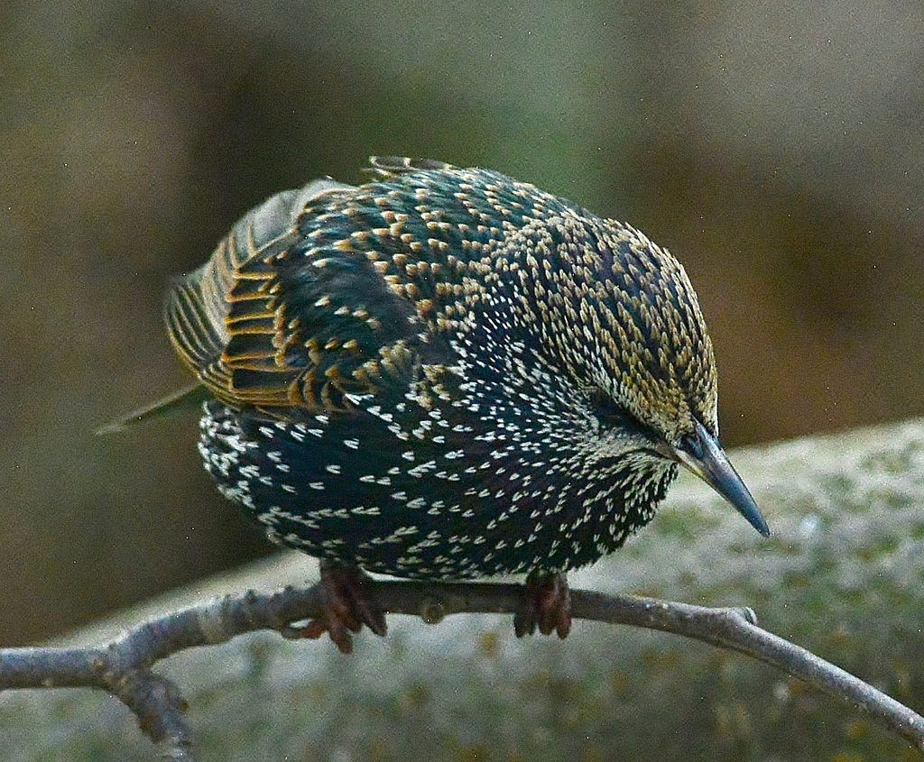 Starling