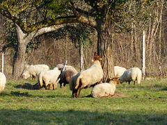 Transhumance du 16 mars 2016