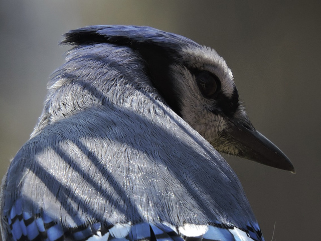 Blue Jays