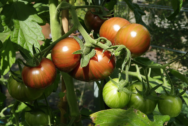 Tomato 'Bumble Bee'