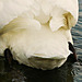 des pattes et des ailes,,