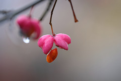 DSCF1769