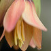 DSCF3270