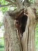 painshill park (15)