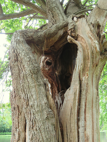 painshill park (15)